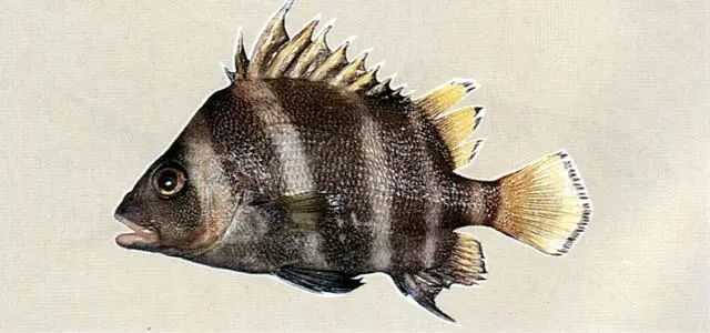 Hapalogenys analis: The Transverse-Banded Beard Croaker of Marine Ecosystems
