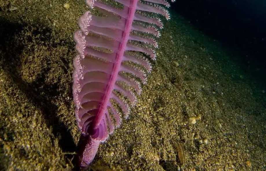 The Sea Pen: Ocean’s Feathery Colonial Wonder Filtering Plankton from the Depths