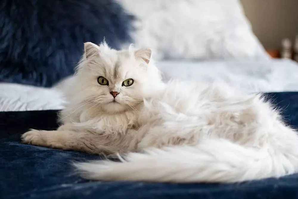 The Enchanting Fusion of Elegance and Affection